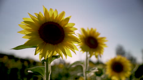 Sonnenblume-Auf-Einem-Feld