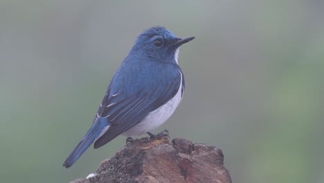 The-Ultramarine-Flycatcher,-also-known-as-the-White-browed-Blue-Flycatcher,-a-winter-migrant-to-Thailand,-is-very-friendy-to-people