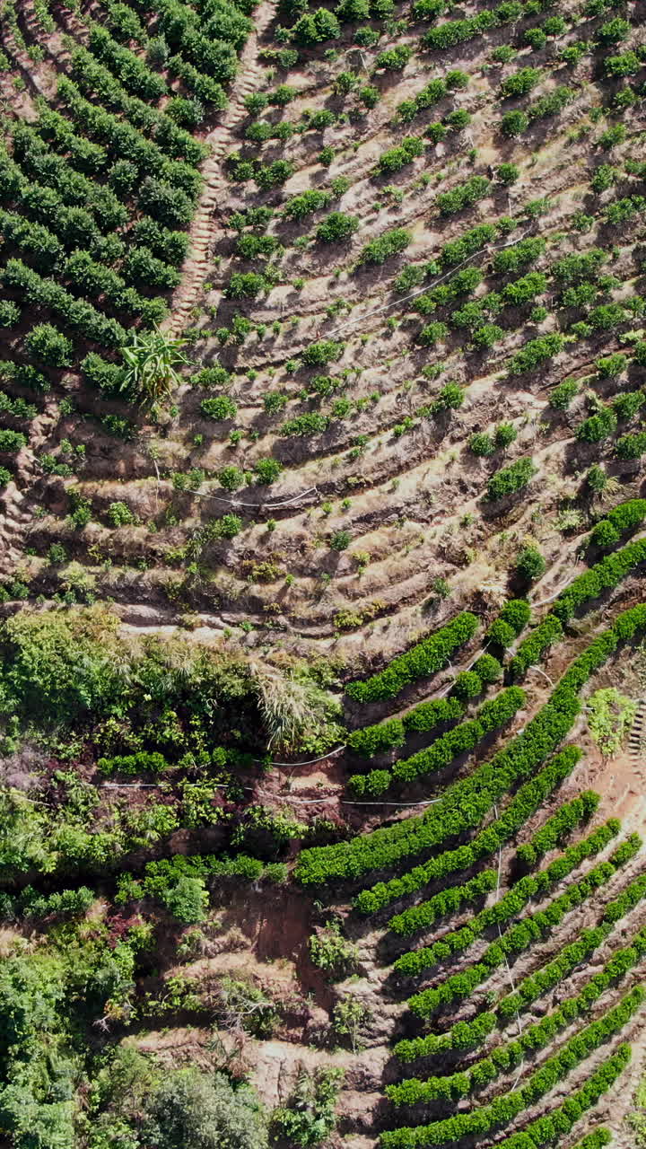 Terraced Coffee Plantation on a Mountainside