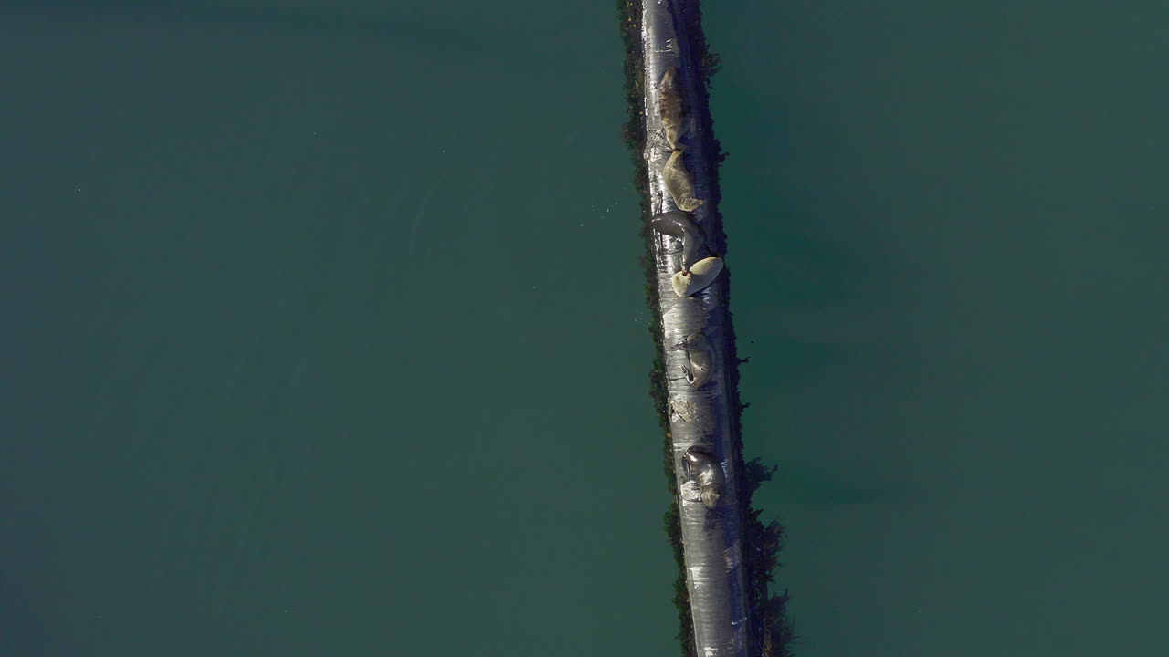 웅장한 해양 포유류