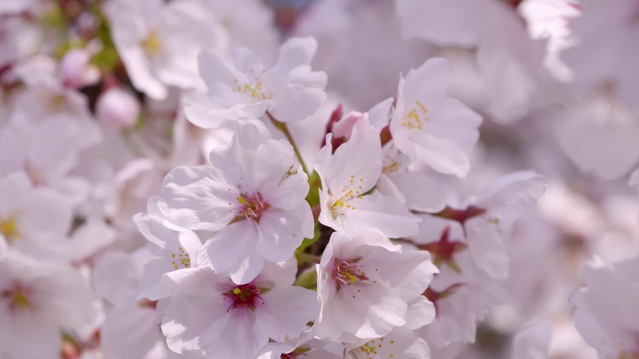 Stunning slow motion close up over cherry blossoms in Japan in full bloom