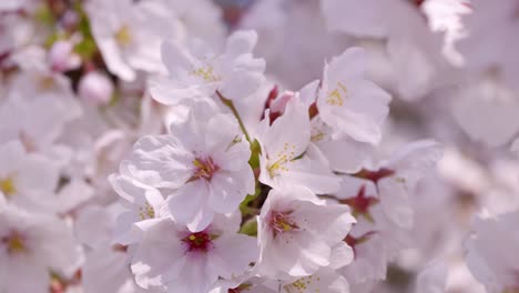 stunning slow motion close up over cherry blossoms in japan in full bloom