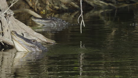 alligators in a swamp