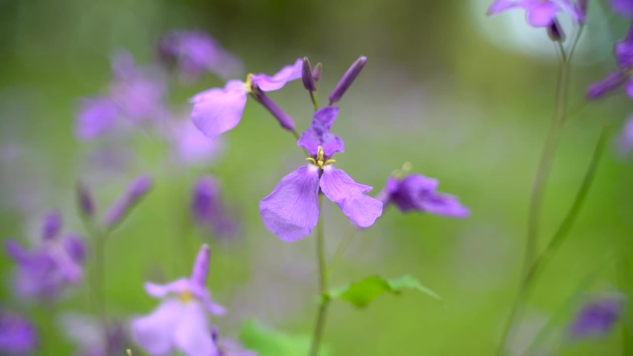 orychophragmus violaceus, el berro violeta chino florece maravillosamente en el campo del jardín con fondo verde bokeh