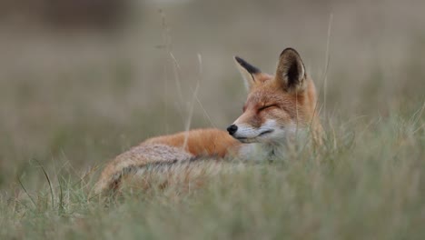 red fox resting in a meadow