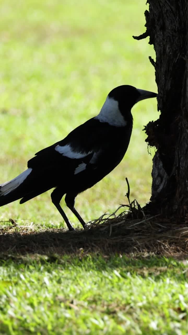 la urraca investiga e interactúa con el árbol