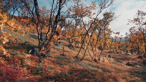 a tracking shot of a small white dog running playfully, following her human in the autumn forest