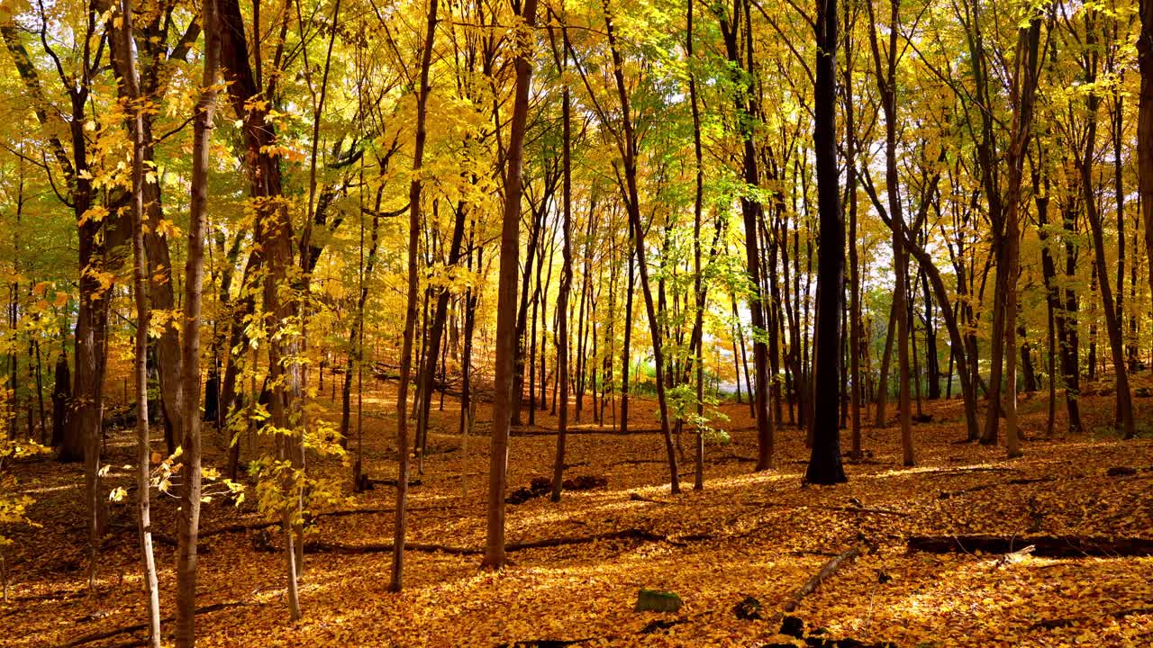 Forest floor covered in autumn leaves with warm sunlight filtering through
