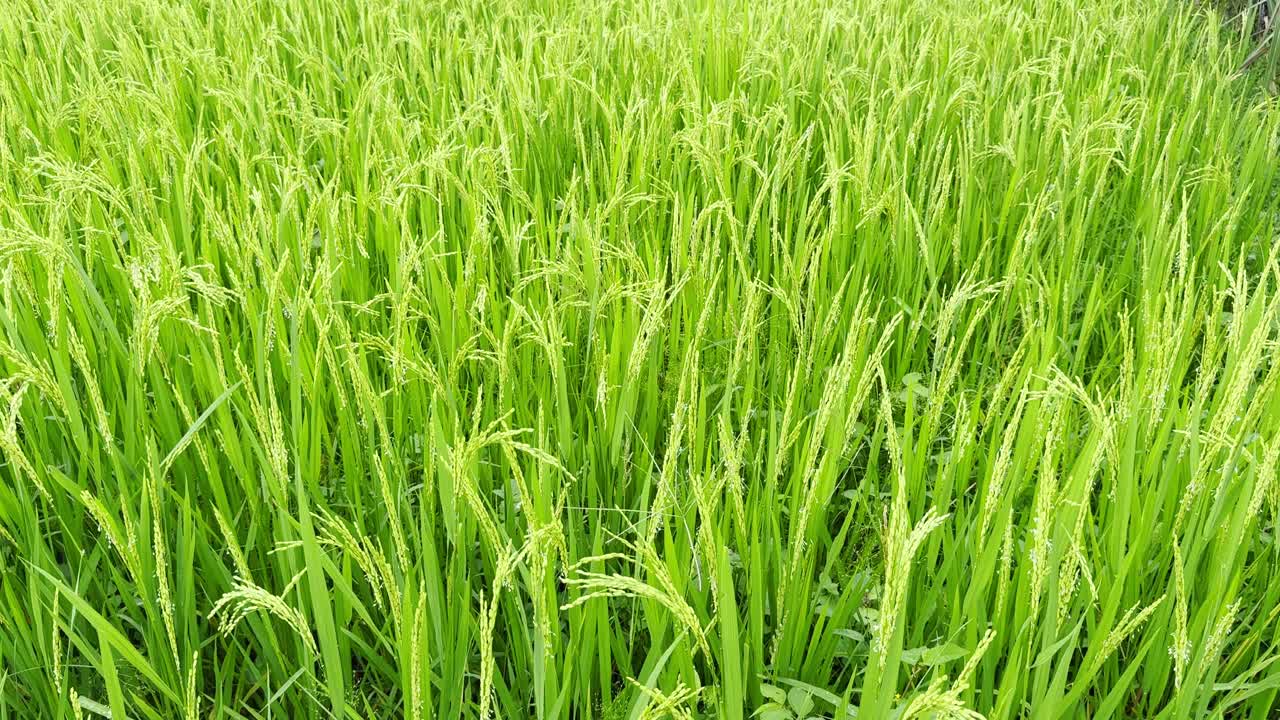 Scenic footage of green rice fields and farmland. Ideal for agriculture, rural lifestyle, and nature projects, highlighting crops, irrigation, and the harmony of village landscapes