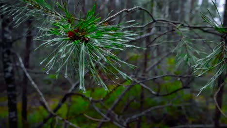 rainy forest pines