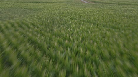 Fast-low-flying-drone-flight-over-a-corn-field-in-germany