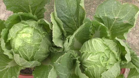 cabbage growing in garden at home in open.