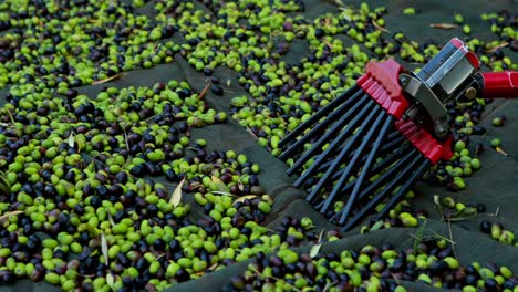 Harvested-olives-on-blanket-with-gardening-tool