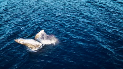 Toma-Aérea-Increíblemente-Rara-De-Mamá-Y-Ballena-Jorobada-Saltando-Lado-A-Lado-En-Cámara-Lenta