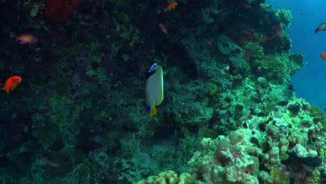 emperor angelfish swimming along coral reef in the red sea