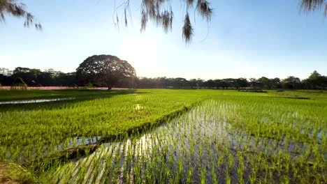 lush green fields under a bright sun