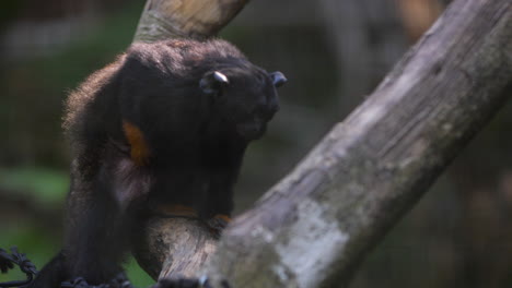 red-handed tamarin on a branch french guiana zoo. (saguinus midas)