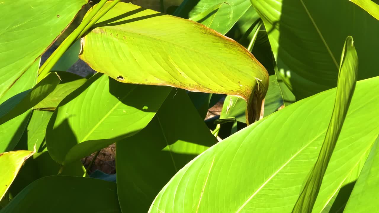 Bright green leaves basking in sunlight, showcasing natural textures and vibrant hues.