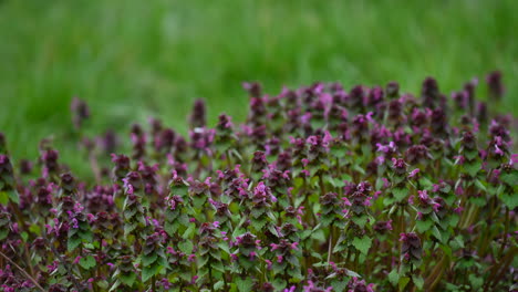 grass and purple flowers background spring in the morning