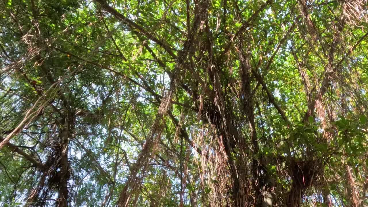 Close-up view of banyan tree branches with sunlight filtering through lush green leaves.