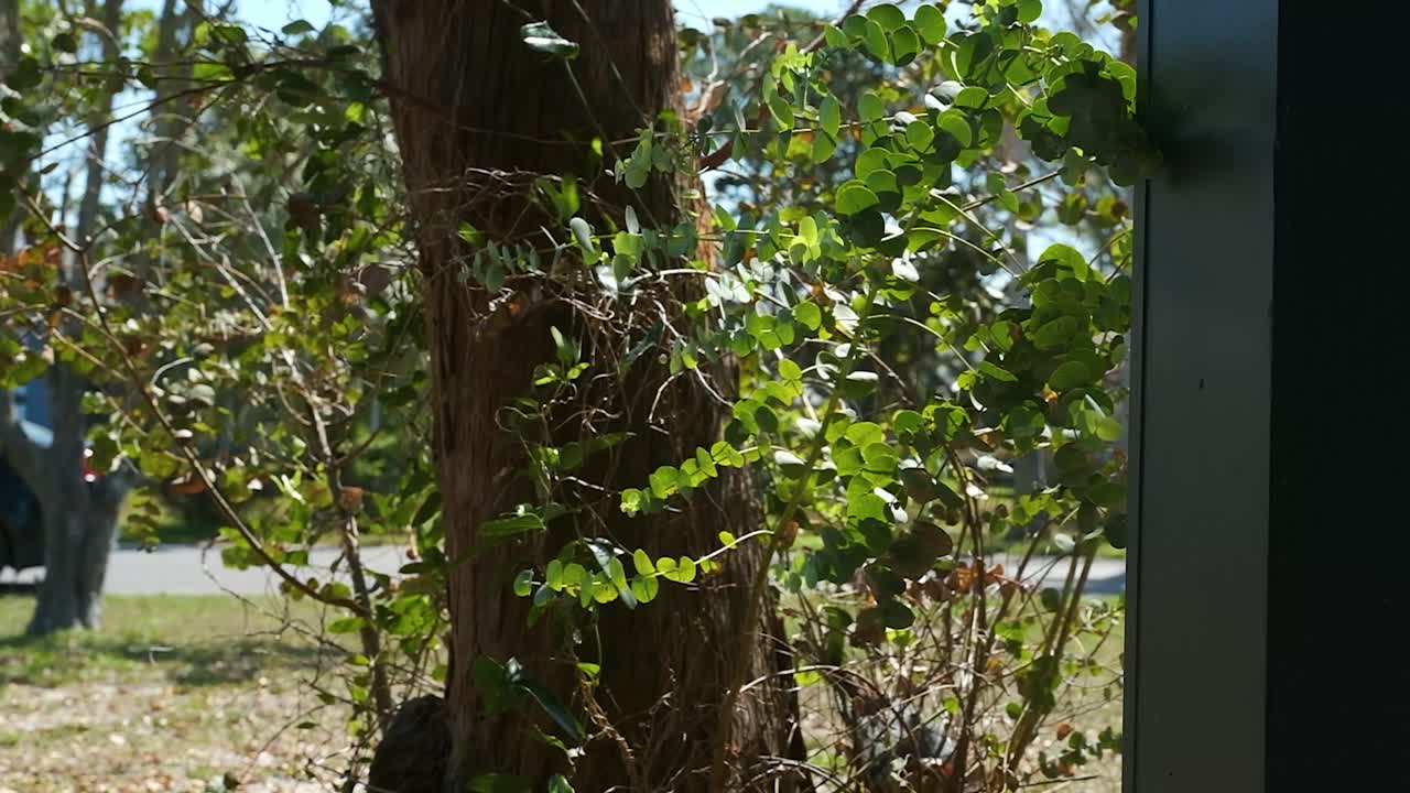 A video of an old tree