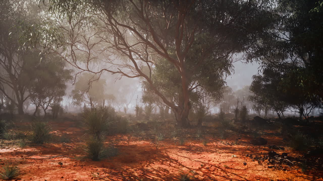 Misty morning in an australian eucalyptus forest with vibrant red soil