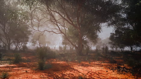misty morning in an australian eucalyptus forest with vibrant red soil