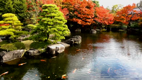 beautiful japanese garden and koi fish in autumn season