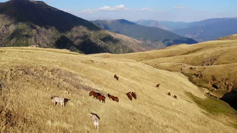 Antena:-Caballos-Y-Vacas-Pastando-En-Alta-Montaña-En-Un-Campo-De-Color-Dorado