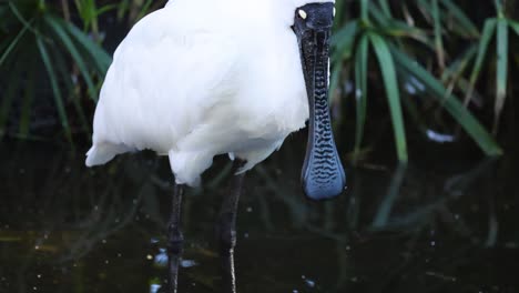 royal spoonbill grooming in water habitat