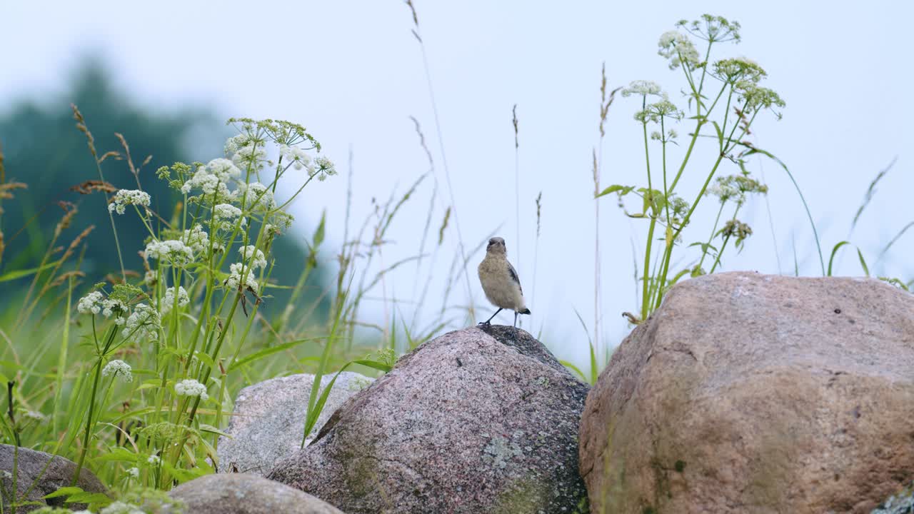 돌에 둥지 근처에 앉아 북부 밀 귀 juwenile