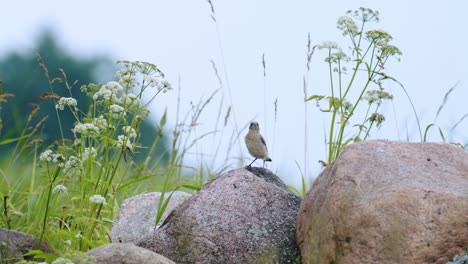 Junger-Steinschmätzer,-Der-In-Der-Nähe-Des-Nestes-Auf-Steinen-Sitzt