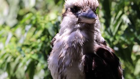 a kookaburra cleans and fluffs its feathers.