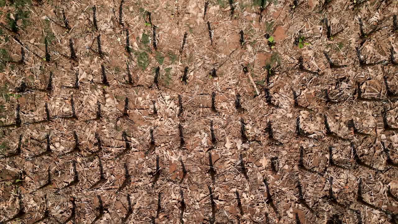 Dry, Cracked Farmland with Tractor Tracks