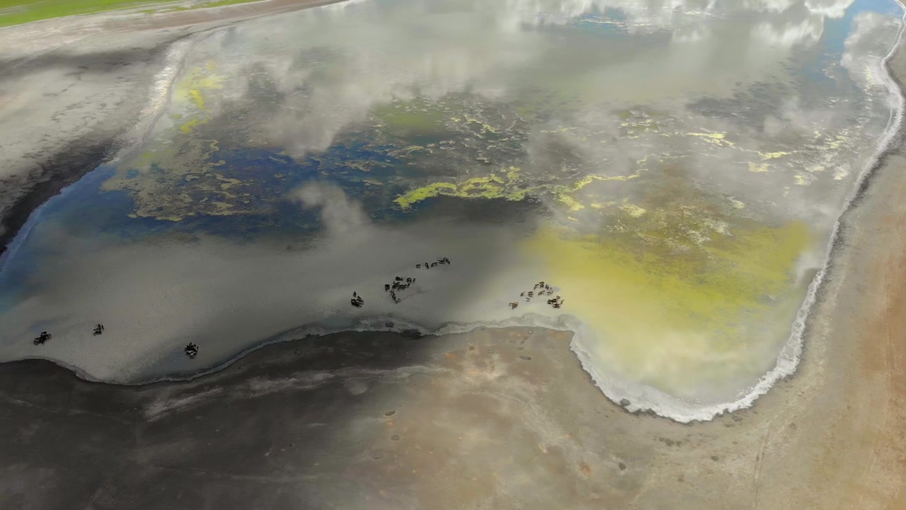 Veduta aerea di una mandria di gnu al pascolo in un lago poco profondo