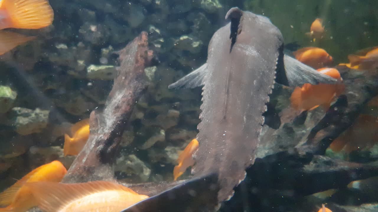 Close up shoot of catfish