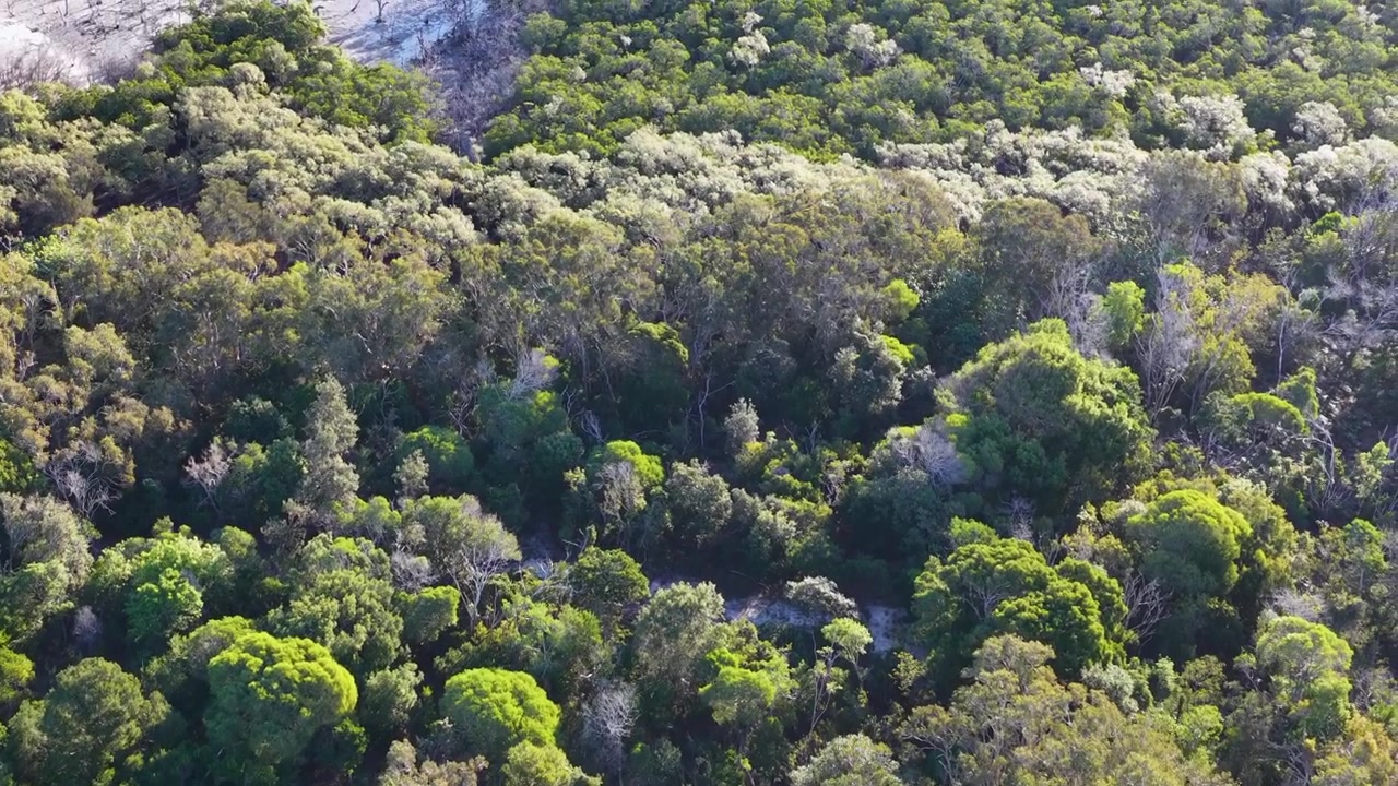 Ripresa aerea con drone che vola sopra una fitta chioma di foresta verde e dune di sabbia costiere