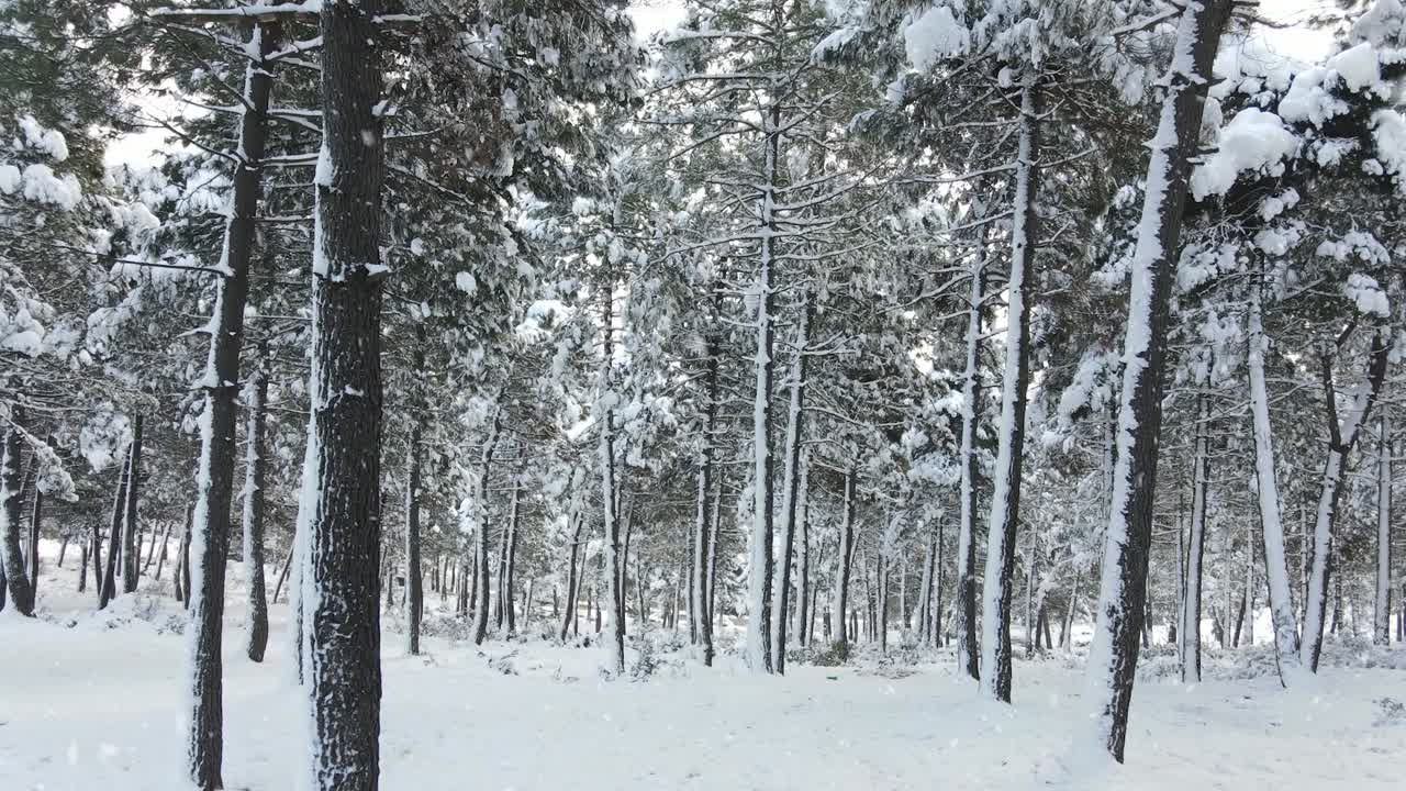 árboles congelados cubiertos nevando
