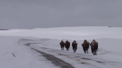 bison buffalo graze and walk in yellowstone national park in winter