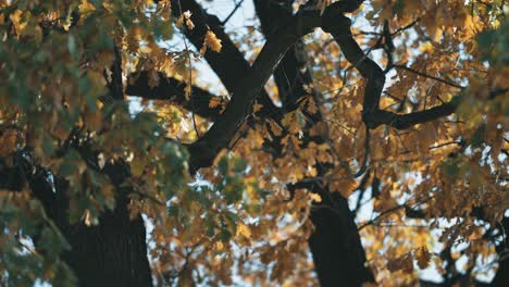 colorful autumn leaves on the thick tangled branches in the crown of an old oak