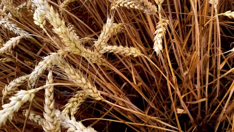 Close-up-top-down-of-Spikelets-of-Yellow-Ripe-Wheat-On-Golden-Field-During-Sunny-Day