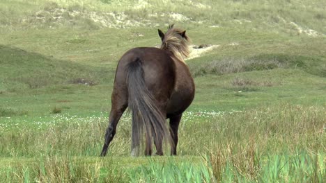 Horse-has-itch-and-scratches-his-belly-on-a-pole,-a-hilarious-sight