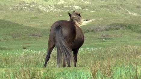 el caballo tiene picazón y se rasca la barriga con un poste, una vista hilarante
