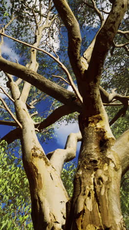 upward view of a tall tree trunk with branches and leaves against a blue sky