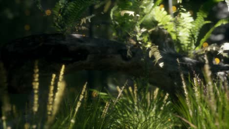 horizontally bending tree trunk with ferns growing, and sunlight shining