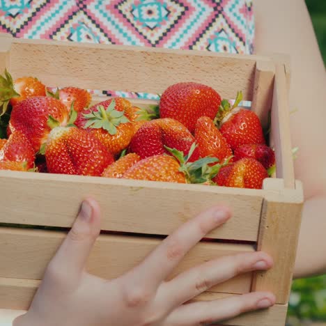 baby holds a box of fresh juicy strawberries