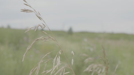 dry grass in a field