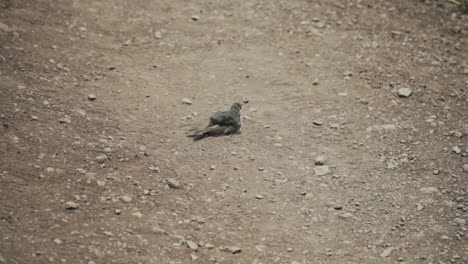 Pequeño-Pájaro-Se-Baña-En-La-Tierra-En-Medio-De-Pastizales-áridos,-Cámara-Lenta