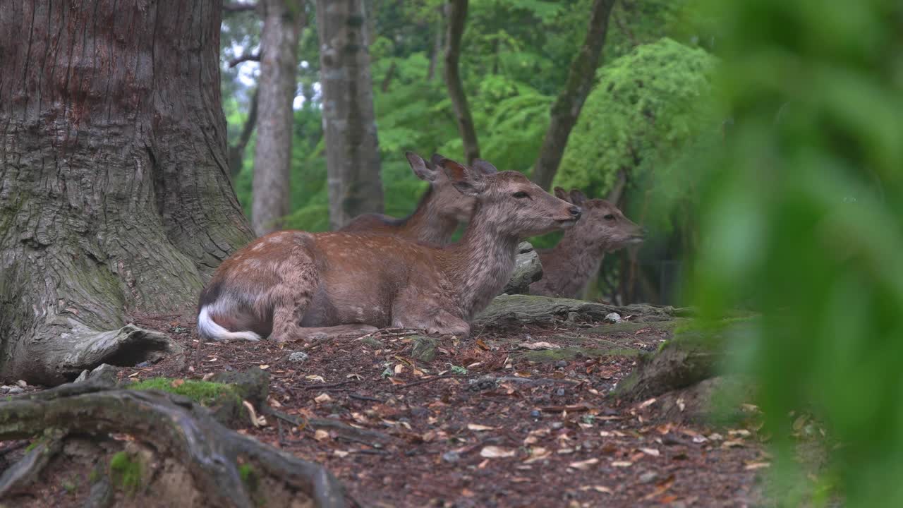 Tree White-tailed deer laying on the leafs chewing herbs in Nara Park