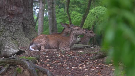 Baum-Weißwedelhirsche,-Die-Auf-Den-Blättern-Liegen-Und-Kräuter-Im-Nara-Park-Kauen